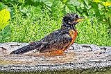 Robin Bath Time_DSCF4191